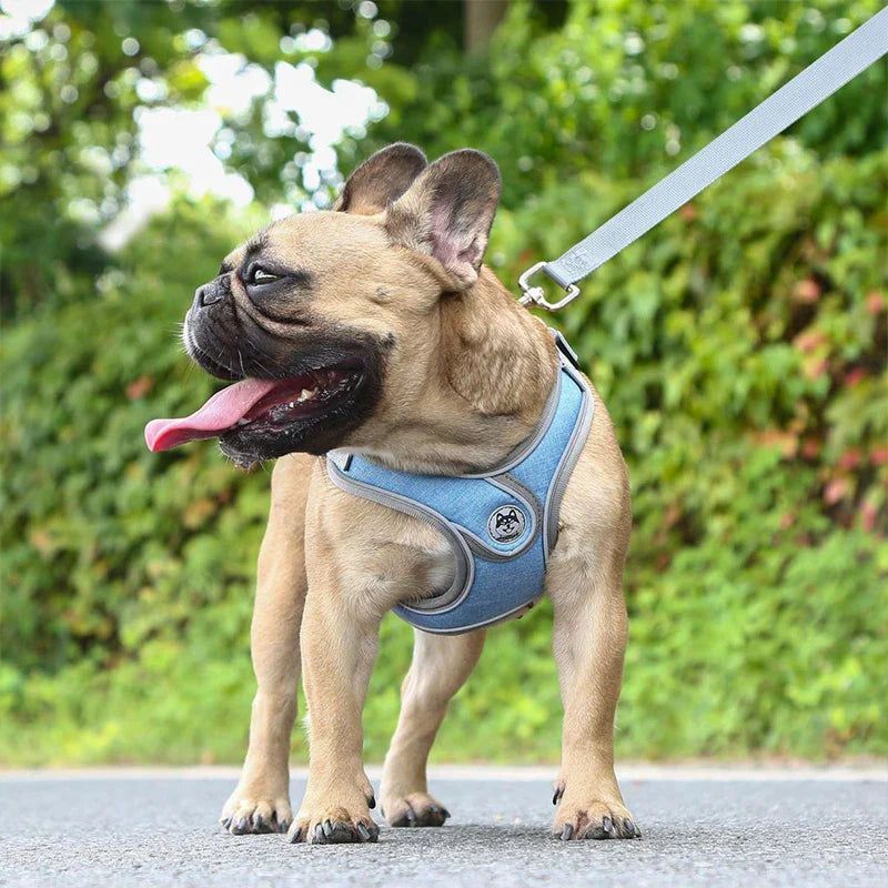 Maguili Pet Collar &amp; Leash Kit 