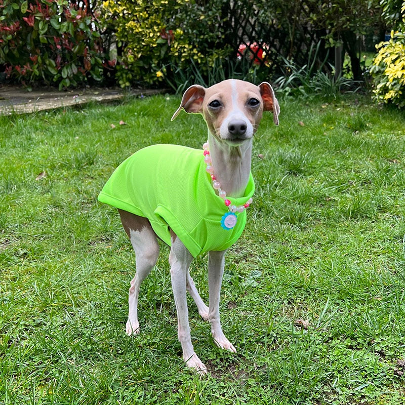 Pet Vani Blouse