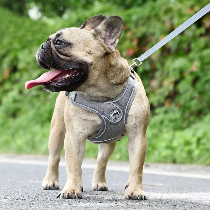 Maguili Pet Collar &amp; Leash Kit 