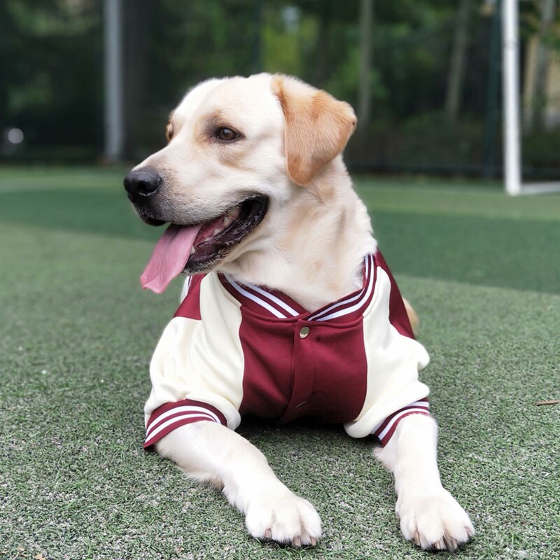 Jaqueta Pet Bomber