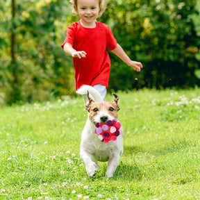 Brinquedo Interativo Para Cães - FarejaCroc™