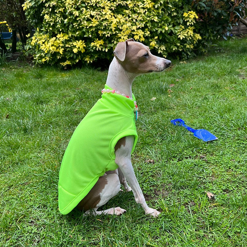 Pet Vani Blouse
