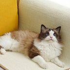Huy Scratching Mat 