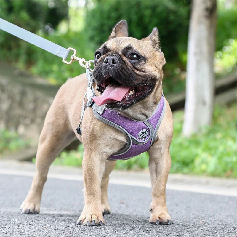 Maguili Pet Collar &amp; Leash Kit 