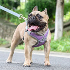 Maguili Pet Collar &amp; Leash Kit 