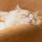Bear Pet Sofa Bed