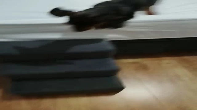 Envio Imediato - Escada Para Cachorro Gato Pet 3 Degraus