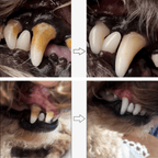Dental care pen for dogs 