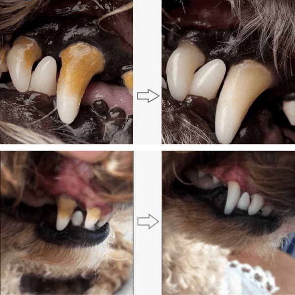Dental care pen for dogs 