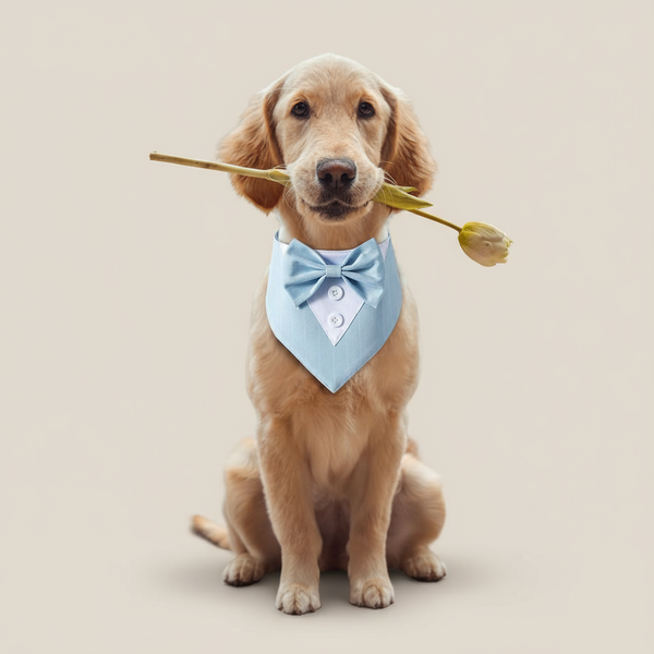 Bandana Fashion para Cachorro e Gato - Pet Croc
