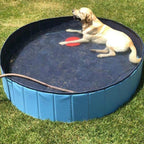 Swimming Pool Pet Club