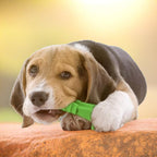 Dog Chew Toy - LimpaDente™