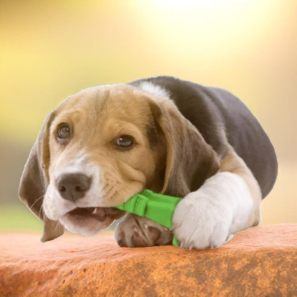 Dog Chew Toy - LimpaDente™