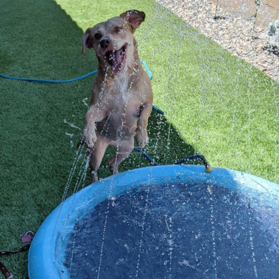Piscina para Pet com Chafariz Para Cachorro RefrescaTudo™