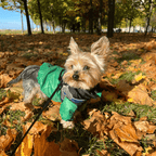 The Dog Face Winter Jacket - Pet Croc