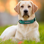 pet store near me  pet shop near me  dog care training collar  cat collar  tag dog  pet tags  pet name tags  pet id tags  personalized dog tags  dog tags for pets  dog tags for dogs  dog tag engraving  dog name tags  dog id tags  custom dog tags for pets  custom dog tags  cat name tag  cat id tags  dog name collar  dog collar with name tag  collar dog