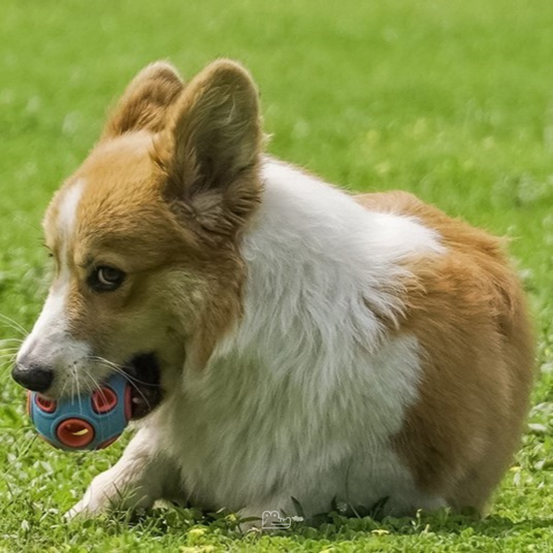 Bolinha para Cachorro LUMEN HOOPET - Pet Croc 